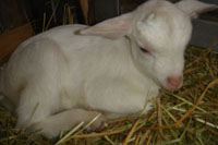 goat2.jpg