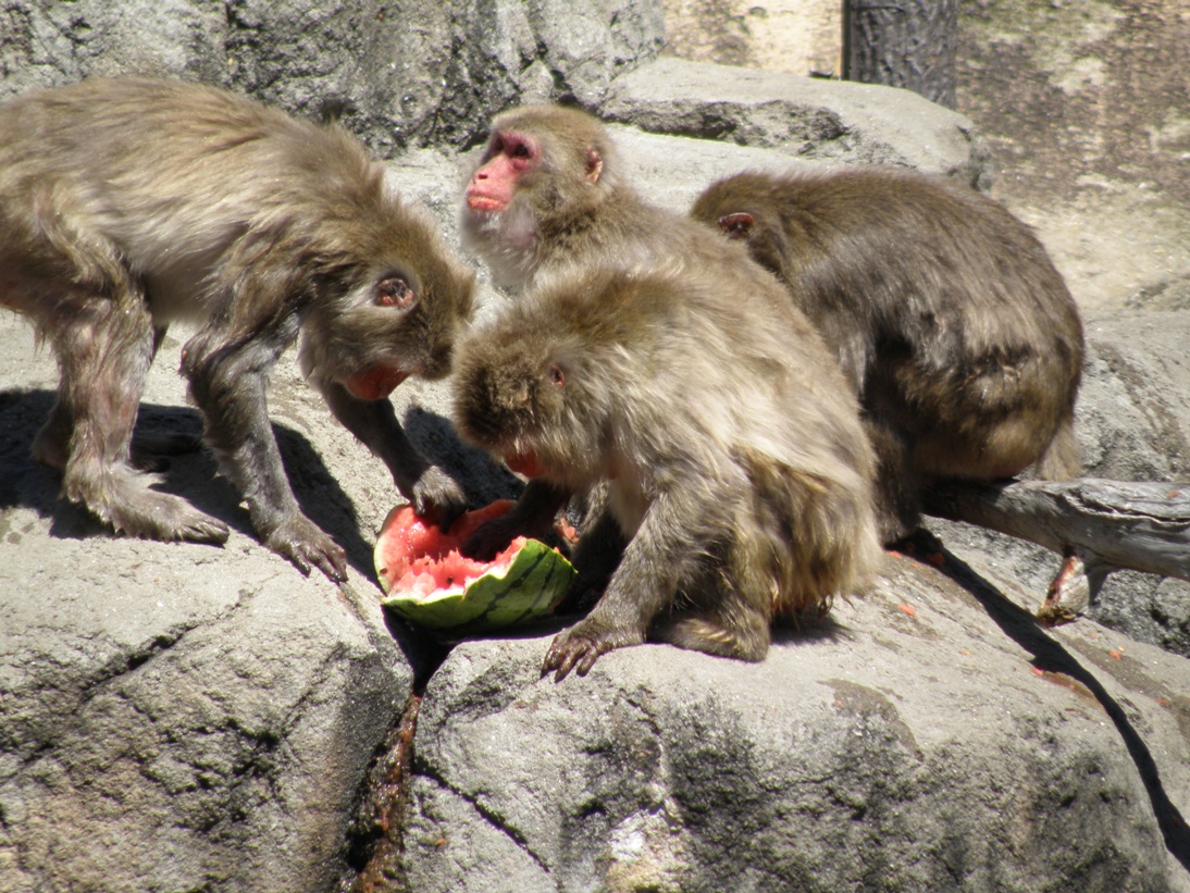 海猿現る！？｜動物たちのおはなし｜公園だより｜到津の森公園
