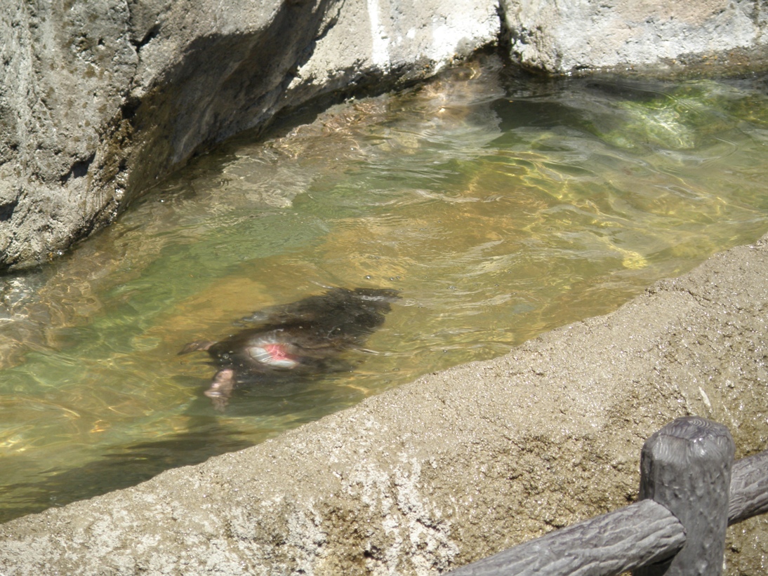 海猿現る！？｜動物たちのおはなし｜公園だより｜到津の森公園