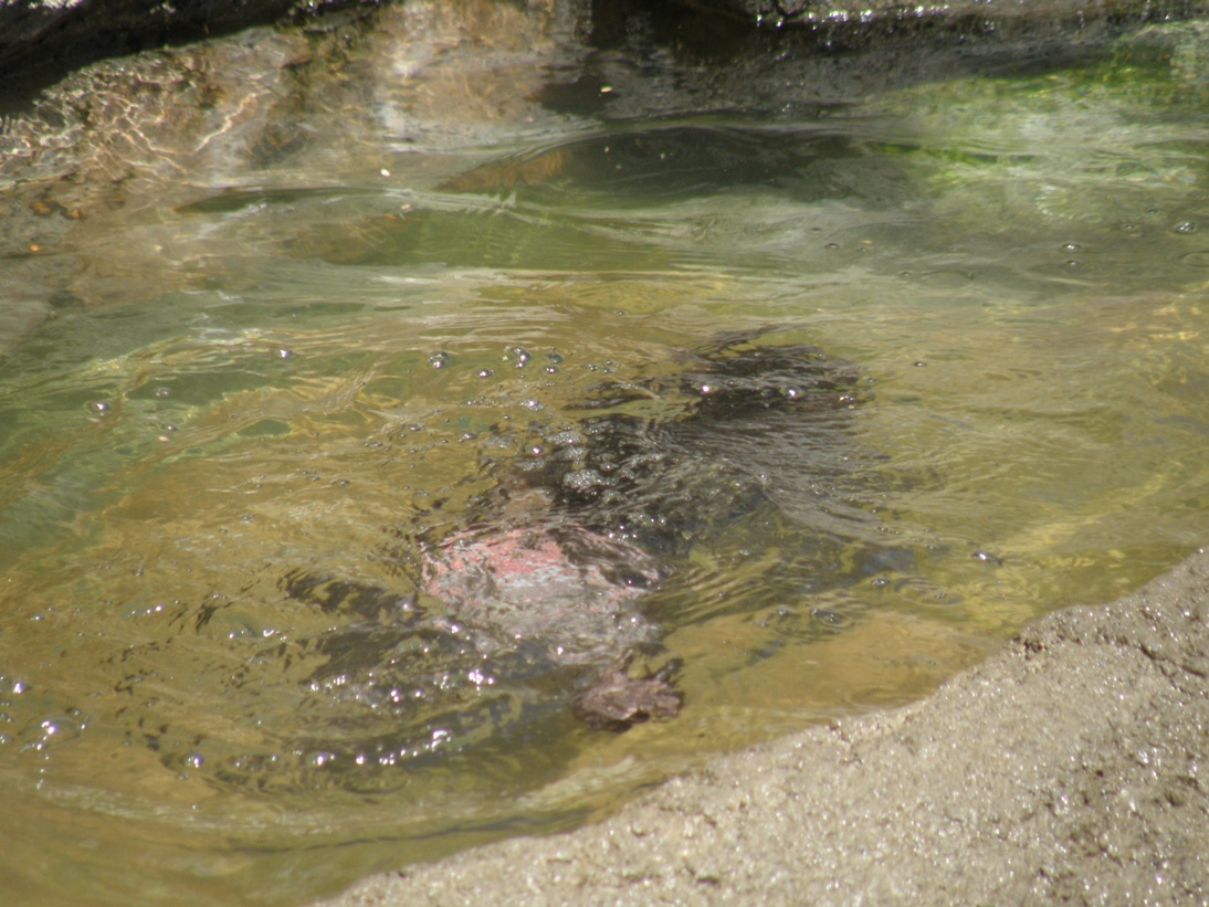 海猿現る！？｜動物たちのおはなし｜公園だより｜到津の森公園