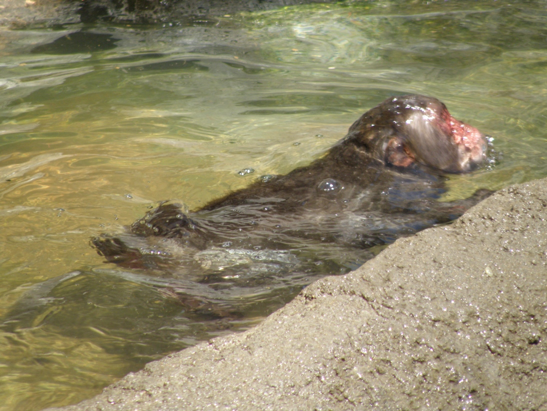 海猿現る！？｜動物たちのおはなし｜公園だより｜到津の森公園