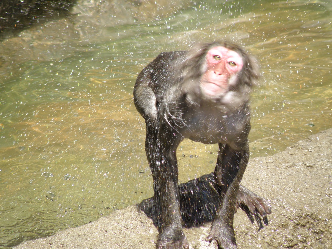 海猿現る！？｜動物たちのおはなし｜公園だより｜到津の森公園