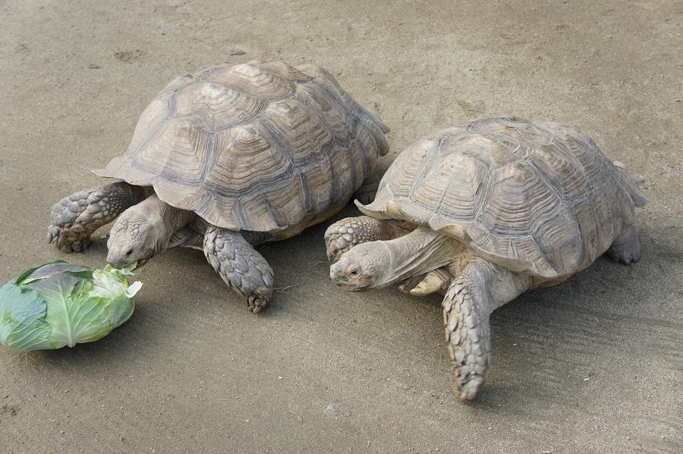 ケヅメリクガメ｜到津の動物たち｜到津の森公園