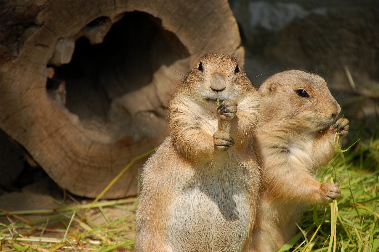 画像 癒される 飼えるの めっちゃかわいい プレーリードッグってこんな動物 Naver まとめ