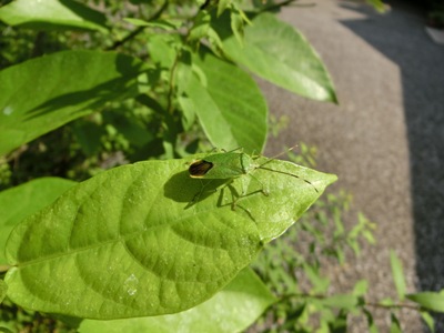 20150520ikimono3.JPG