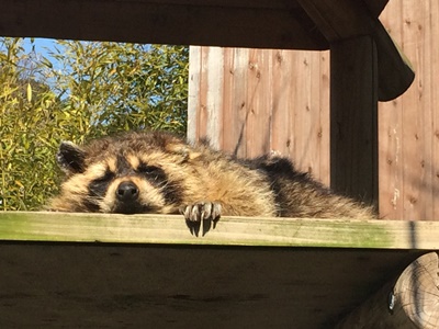 20150928racoon1.JPG