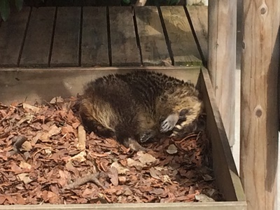 20150928racoon3.JPG