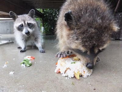 20150928racoon4.JPG