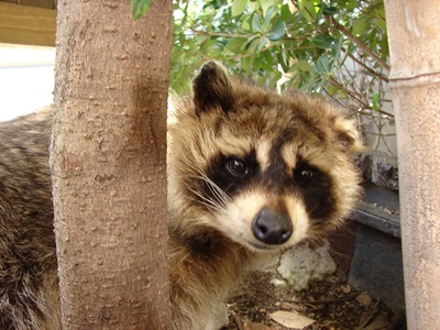 20150928racoon5.JPG