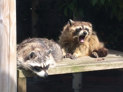 20150928racoon6.JPG