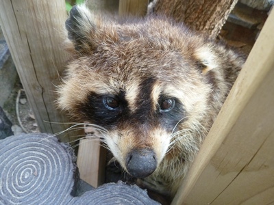 20150928racoon7.JPG