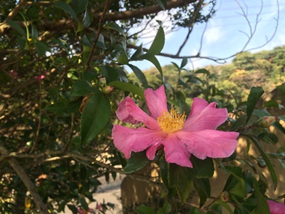 20151023saru7.JPG