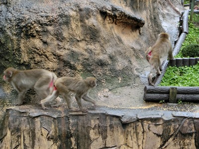 20151205saru2.JPG