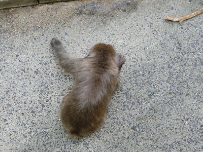20160601saru3.JPG