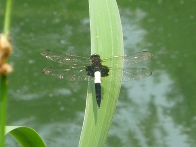 20160719satoyama6.JPG