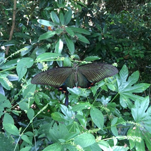 20160827saru7.JPG