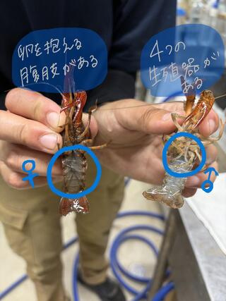 アメザリ雌雄.jpeg