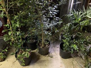 IMG_4917.jpeg