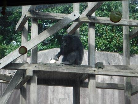 chimp1612_006.JPG