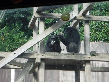 chimp1612_008.JPG