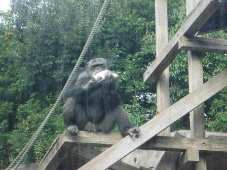 chimp1612_013.JPG