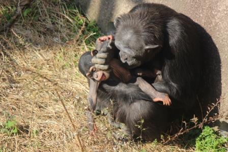 chimp_1612_017.JPG