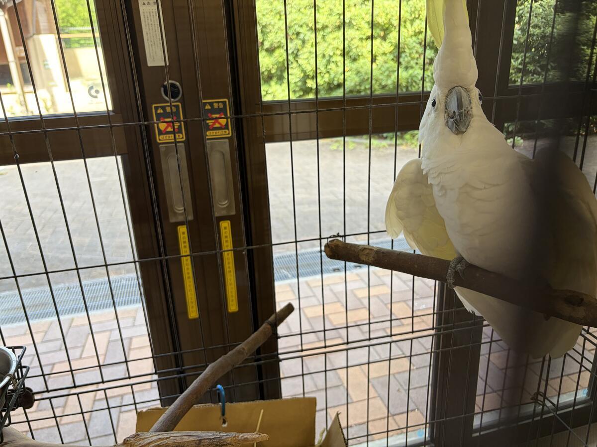 https://www.itozu-zoo.jp/blogs/animal/images/%E2%91%A7%E3%83%98%E3%83%AB%E3%83%A1%E3%83%83%E3%83%88%E3%81%AB%E9%A9%9A%E3%81%8F%E3%82%AD%E3%83%83%E3%82%AF.jpeg