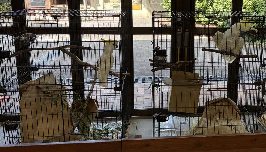 https://www.itozu-zoo.jp/blogs/animal/images/%E2%91%A7%E5%8F%8D%E5%BF%9C%E3%81%AE%E5%B7%AE.jpeg