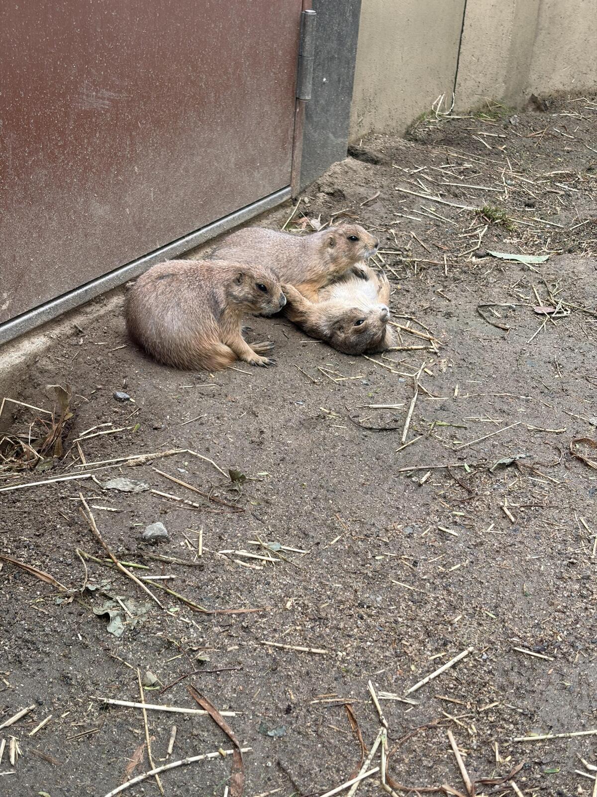 https://www.itozu-zoo.jp/blogs/animal/images/%E2%91%A9%E3%81%A0%E3%82%89%E3%81%A0%E3%82%89%E3%83%97%E3%83%AC.jpeg