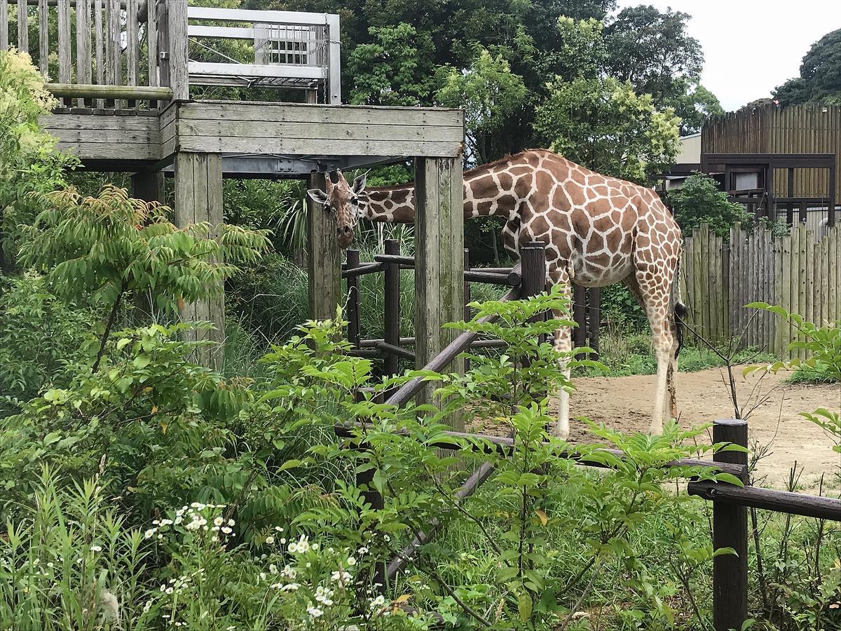 キリンの暮らしを豊かに 動物たちのおはなし 公園だより 到津の森公園