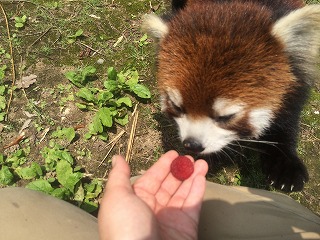 おおきな２０１６０６２０－００８.jpg