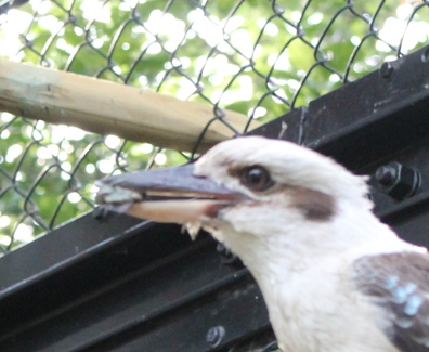 ごはんのお話カワセミ編虫⑥ 110711.JPG