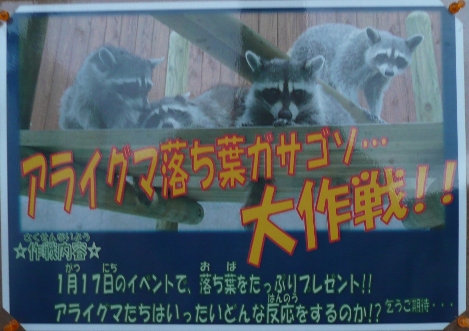 アライグマHP５.JPG