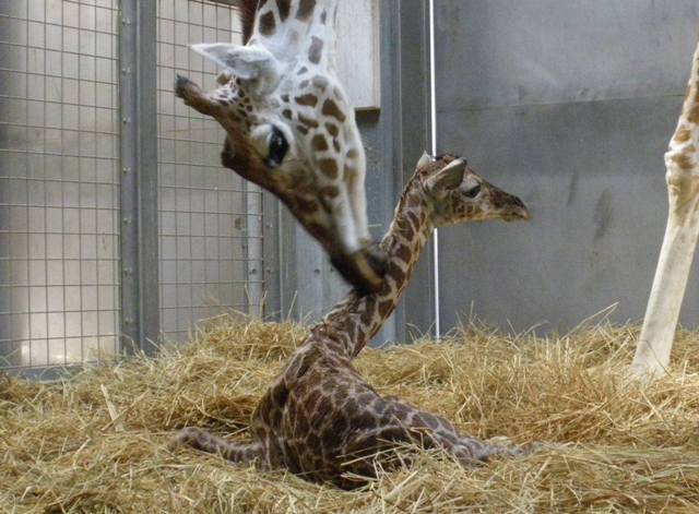キリンのあかちゃん うまれました 動物たちのおはなし 公園だより 到津の森公園