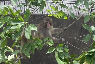 サル.jpg