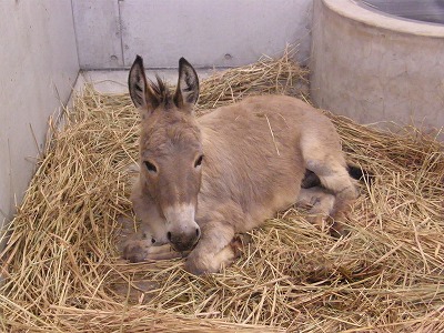 ロバのシュンタ 運動場にデビューするまで 動物たちのおはなし 公園だより 到津の森公園