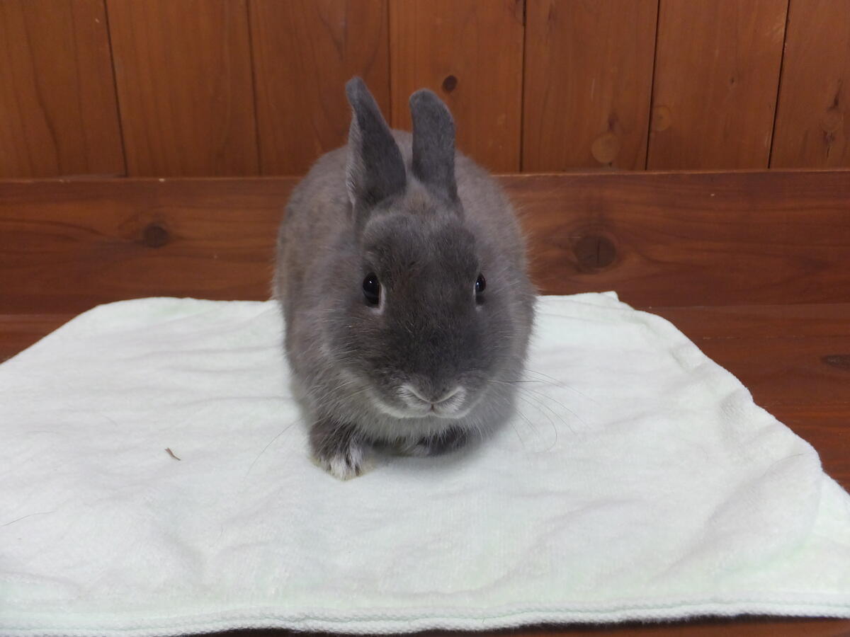 ウサギの同居大作戦その 動物たちのおはなし 公園だより 到津の森公園