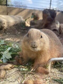 ピーナッツ食い.jpg