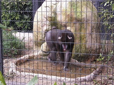 マンドリル行水④ 120803.jpg