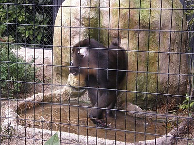 マンドリル行水⑤ 120803.jpg