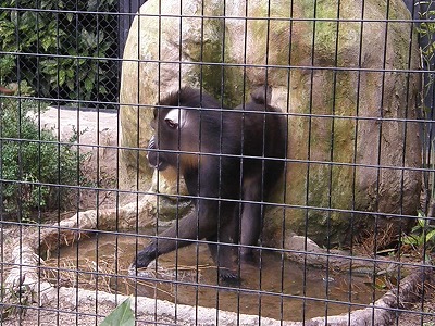 マンドリル行水⑥ 120803.jpg