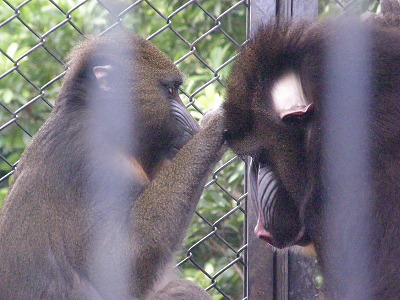 マンドリル行水⑦ 120803.jpg