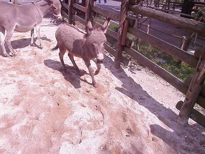 ミカン元気⑦　130709.jpg