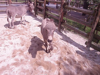 ミカン元気⑨　130709.jpg