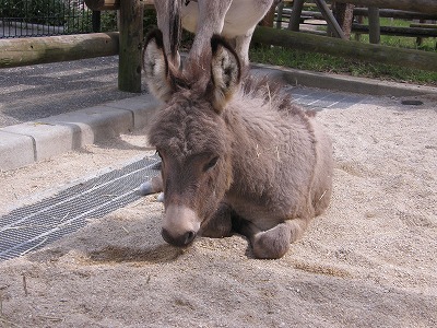 ミカン元気⑫　130709.jpg