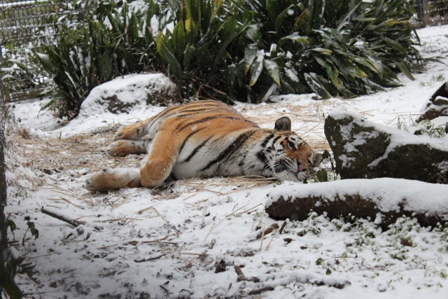 ミライと雪７.jpg