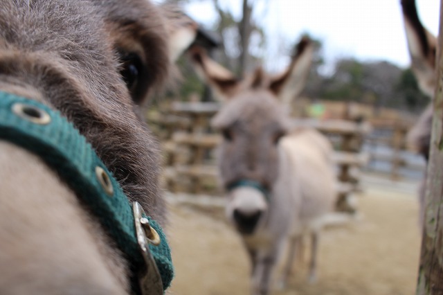 ロバばなしvol ３ スモモ編 動物たちのおはなし 公園だより 到津の森公園