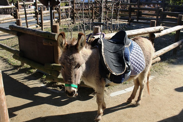 ロバばなしvol ３ スモモ編 動物たちのおはなし 公園だより 到津の森公園