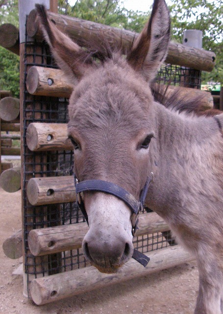 ロバばなしvol 5 シュンタ編 動物たちのおはなし 公園だより 到津の森公園