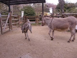 ロバ運動場デビュー③ 130407.jpg